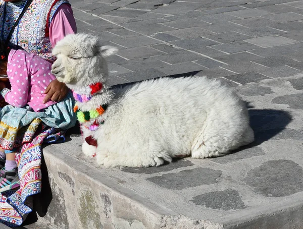 Baby alpaca next to a Peruvian street vendor. Alpacas and lamas are domesticated animals from the camel family in Peru, South America.