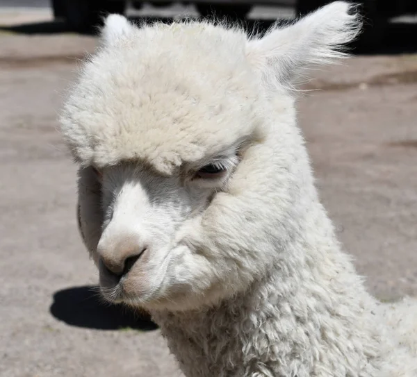 Retrato Close Alpaca Peru Lamas Alpacas São Dois Animais Domésticos — Fotografia de Stock