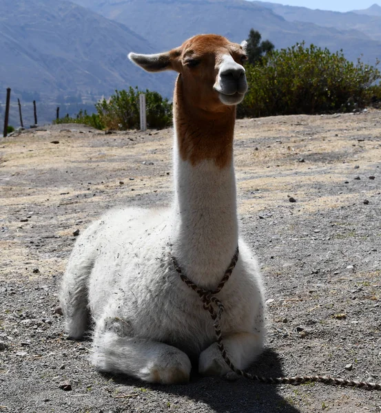 Primer Plano Lama Perú Lama Uno Los Dos Animales Domésticos — Foto de Stock
