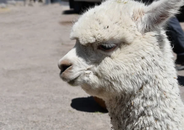 Retrato Alpaca Primer Plano Perú Lamas Alpacas Son Los Dos — Foto de Stock