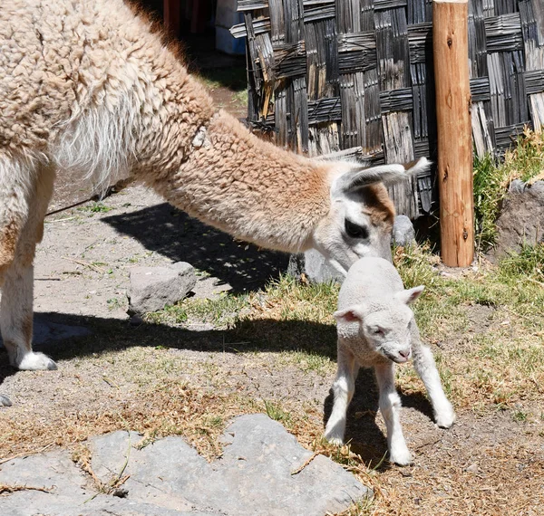 Close Lama Lamb Peru South America — Stock Photo, Image