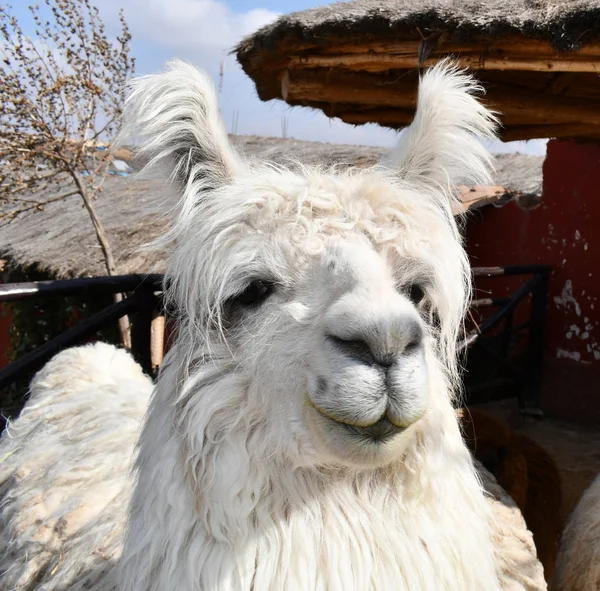 Alpaca close-up portrait in a farm in Peru. Alpacas and lamas are domesticated animals from the camel family in South America.