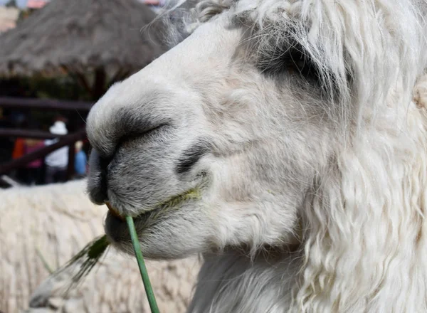 Alpaca Close Portrait Farm Peru Alpacas Lamas Domesticated Animals Camel — Stock Photo, Image
