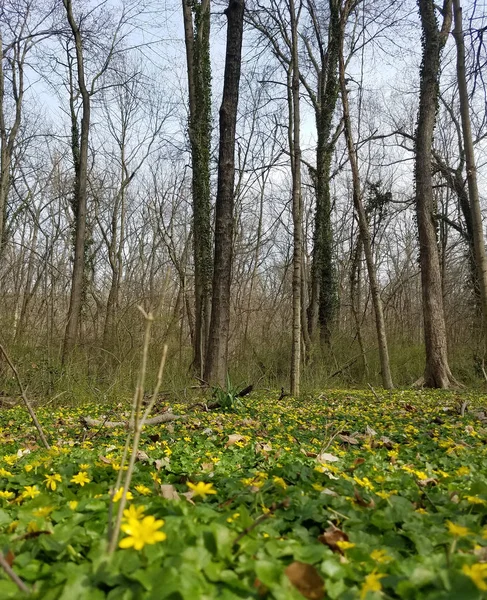 Vorfrühling Einem Waldgebiet Mit Leuchtend Gelben Blüten Auf Grünen Blättern — Stockfoto
