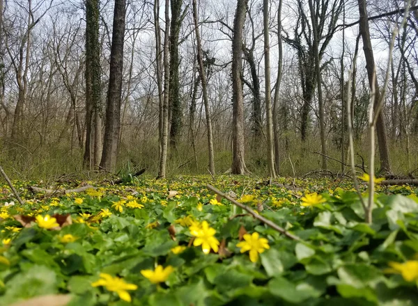 Inizio Primavera Una Zona Boscosa Con Fiori Giallo Brillante Foglie — Foto Stock