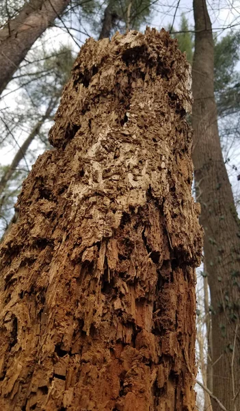 Gros Plan Sur Tronc Arbre Pourri Pourri Dans Forêt — Photo