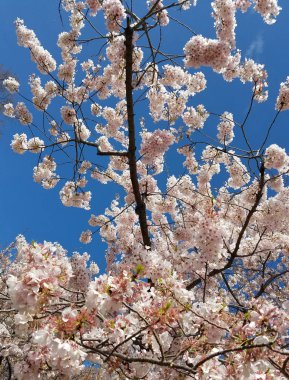 Açık mavi gökyüzü karşı bahar çiçek açan ile arka plan kiraz ağaçları.