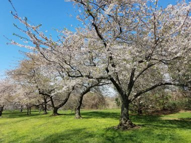 Bahar, Washington DC, ABD Cherry Blossom Festivali sırasında mavi gökyüzü karşı çiçek açan dalları ile ağaçlarda.