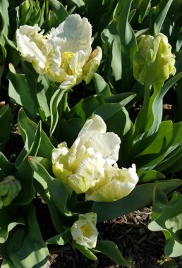 Bahar arka plan için çiçeklenme yakın Beyaz Laleler