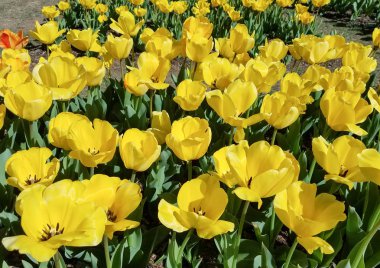 Çiçek bahar-zaman yatay, Sarı laleler flowerbed