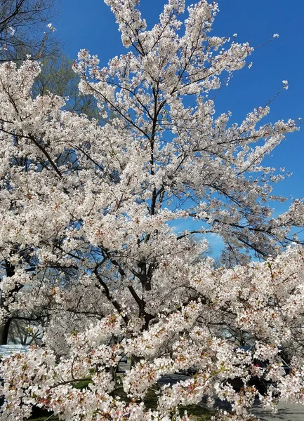 春天的背景与盛开的樱桃树对一个晴朗的蓝天 — 图库照片