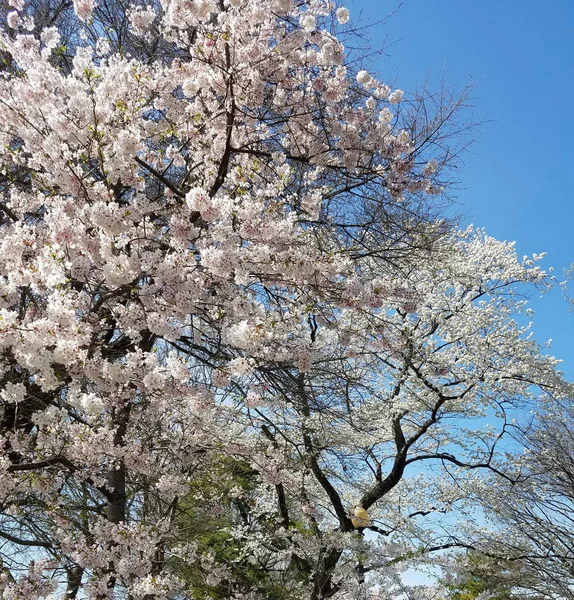 春天的树木 在华盛顿特区的樱花节上 在蓝天上有盛开的树枝 — 图库照片