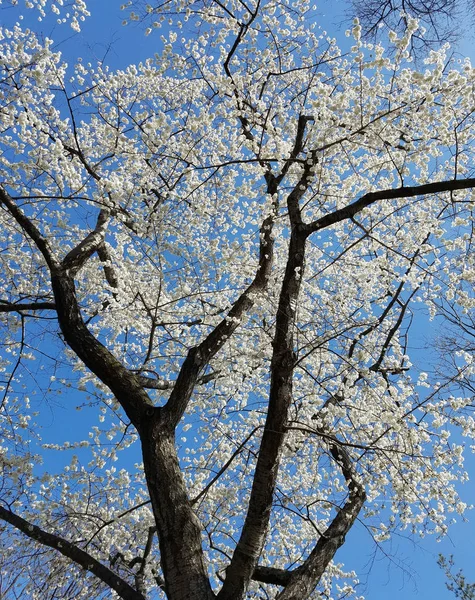 春天的白樱桃树在蓝天上绽放 — 图库照片