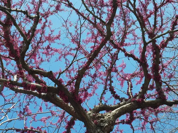 Nahaufnahme Auf Einem Baum Mit Blühenden Rosa Blütentrauben Für Frühlingshafte — Stockfoto