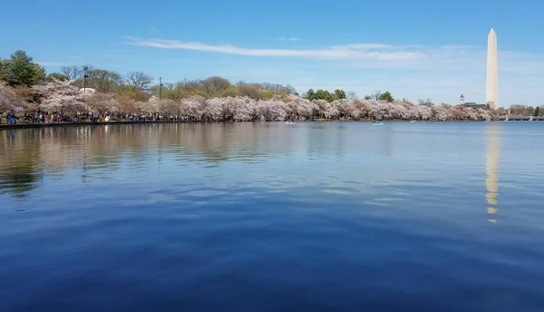 Washington Pamiątkowego Obelisku Postrzegane Przez Tidal Basin Coroczny Festiwal Cherry — Zdjęcie stockowe