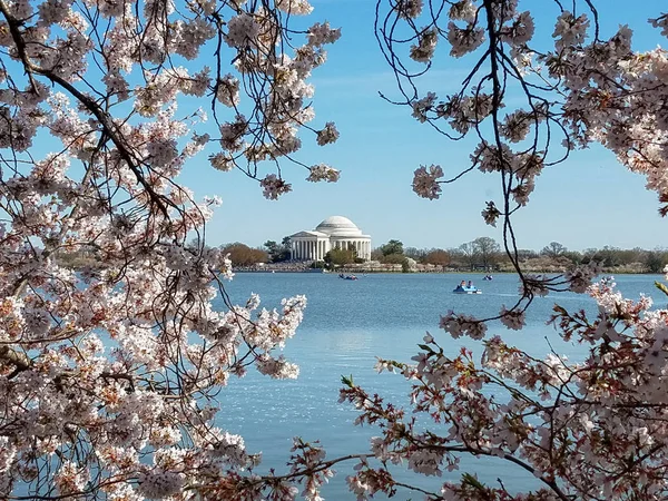 Mémorial Thomas Jefferson Travers Bassin Marée Lors Festival Cherry Blossom — Photo