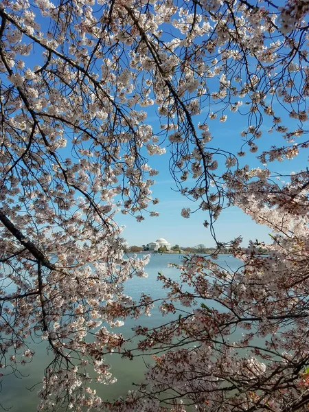 Mémorial Thomas Jefferson Travers Bassin Marée Lors Festival Cherry Blossom — Photo