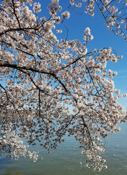 美国华盛顿特区的樱花节 与潮汐盆地一起盛开的樱花树 — 图库照片