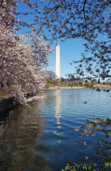 Obélisque Mémorial Washington Travers Bassin Des Marées Lors Festival Cherry — Photo