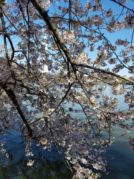 美国华盛顿特区的樱花节 与潮汐盆地一起盛开的樱花树 — 图库照片
