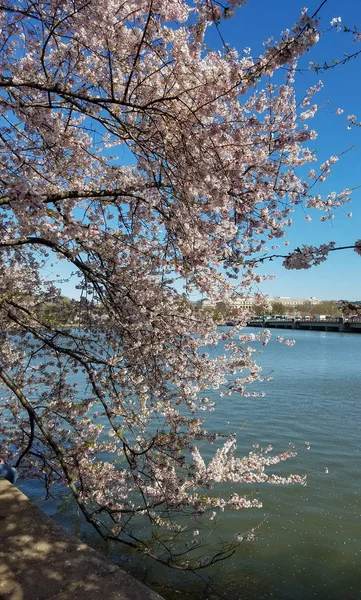 Festival Fleur Cerisier Washington États Unis Avec Des Branches Cerisier — Photo