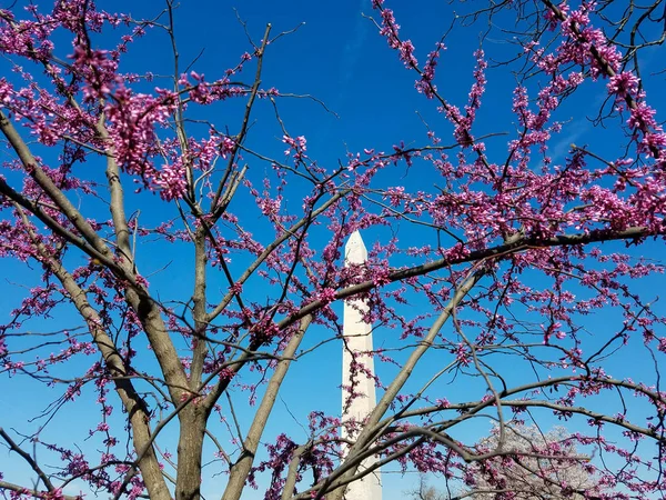 Close Obelisco Memorial George Washington Visto National Mall Através Galhos — Fotografia de Stock
