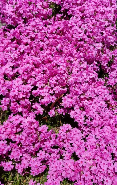 Frühling Hintergrund Mit Heißen Rosa Wachs Myrte Blüten — Stockfoto