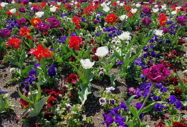 Close-up on a flowerbed of mixed color tulips for floral spring-time landscapes