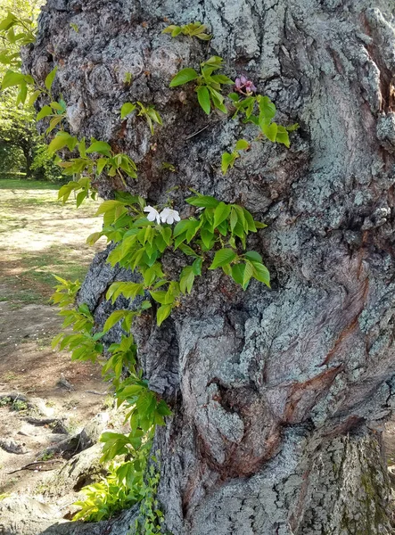 Gros Plan Sur Tronc Cerisier Fleuri Pour Début Printemps — Photo