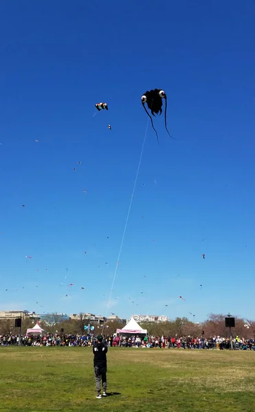 Washington Marzo 2018 Hombre Volando Una Cometa Forma Calamar Festival — Foto de Stock