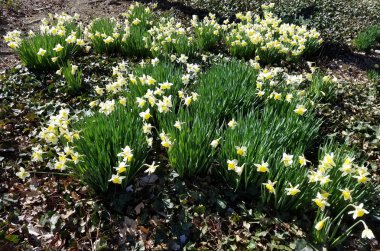 Yakın çekim nergis çiçek çiçeklenme erken Bahar arka plan için ormanda kümeleri..