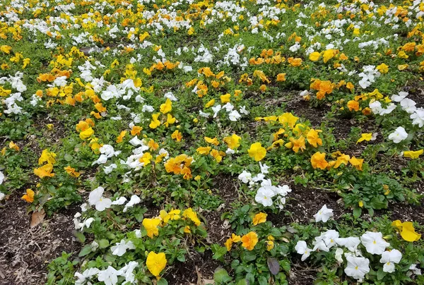 Krajina Žlutými Bílými Petúnie Záhon Kvetoucí — Stock fotografie