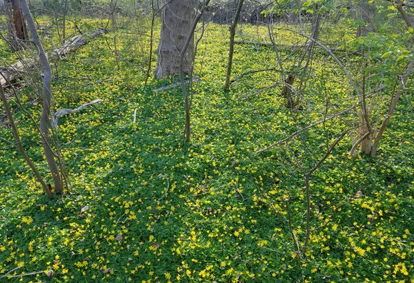 Brzy Jaře Lese Zalesněné Oblasti Pokryté Zářivě Žluté Květy Zelenými — Stock fotografie