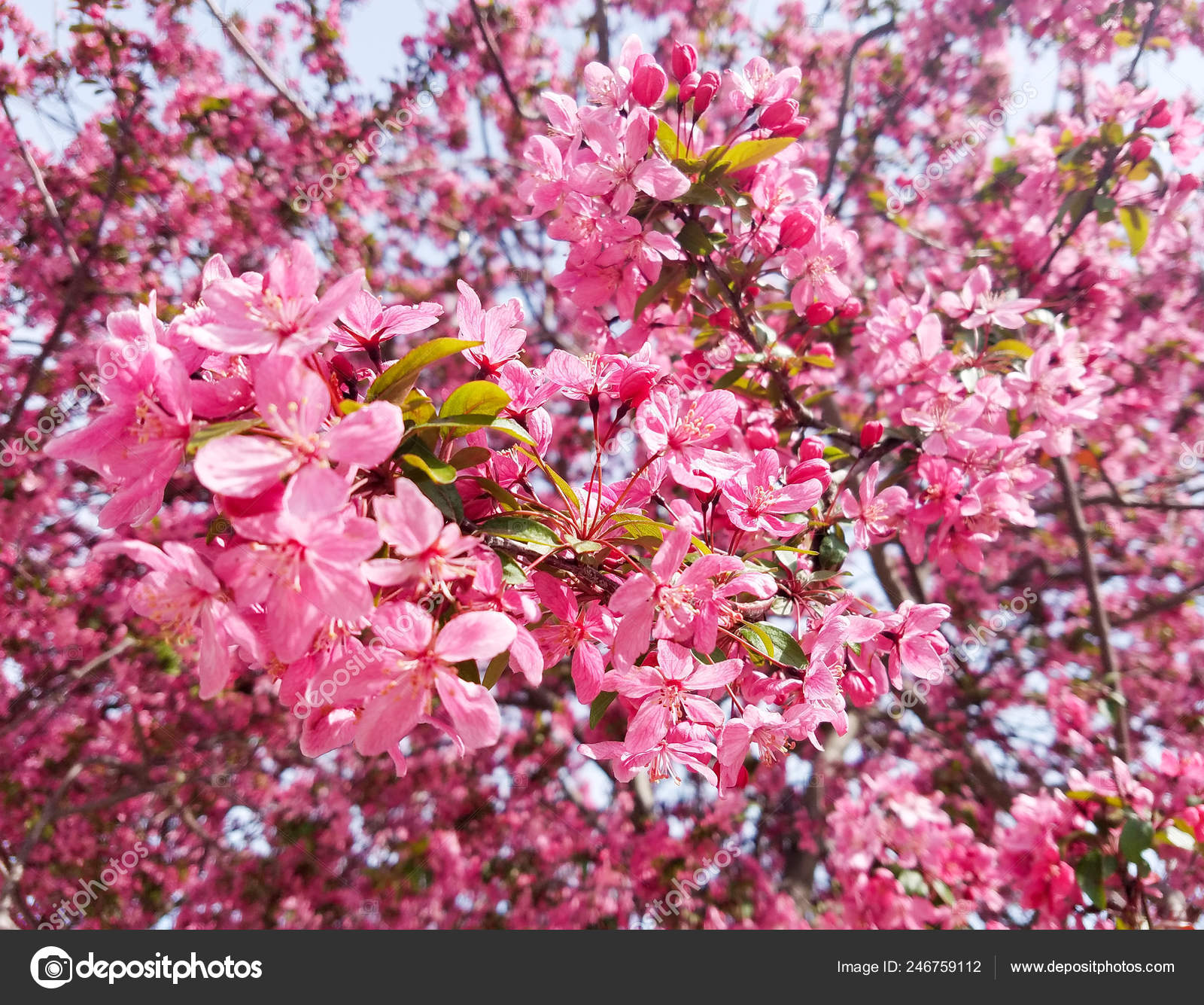Blooming Hot Pink Flowers Cherry Tree Branches Springtime Backgrounds —  Stock Photo © 3000ad #246759112, image size:1600x1335