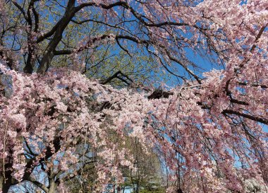 Çiçeklenme kiraz ağaçları ve dalları üzerinde basamaklı pembe çiçekler bahar arka plan.