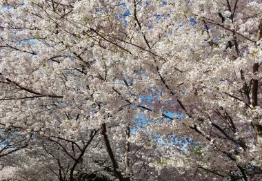 Tam Bloom kiraz ağacı çiçekli bahar arka plan