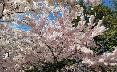 Tam Bloom kiraz ağacı çiçekli bahar arka plan