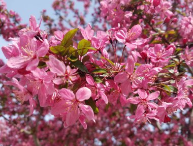 Kiraz ağacı çiçek sıcak pembe çiçek kümeleri için Bahar arka planlar ile yakın çekim.