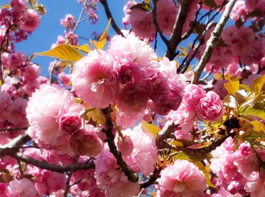 Kiraz ağacı çiçek sıcak pembe çiçek kümeleri için Bahar arka planlar ile yakın çekim.