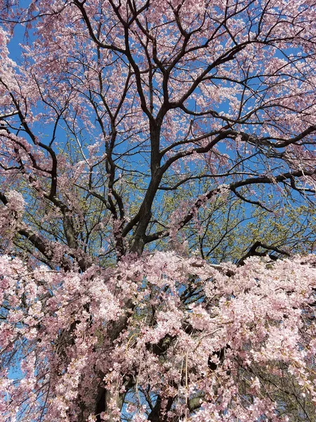 春天的背景与盛开的樱桃树和串在树枝上的粉红色的花 — 图库照片