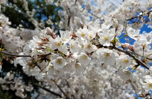 Gros Plan Sur Les Grappes Florissantes Fleurs Cerisier Blanc Pour — Photo