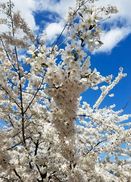 春天的背景与盛开的樱桃树花簇在晴朗的蓝天 — 图库照片