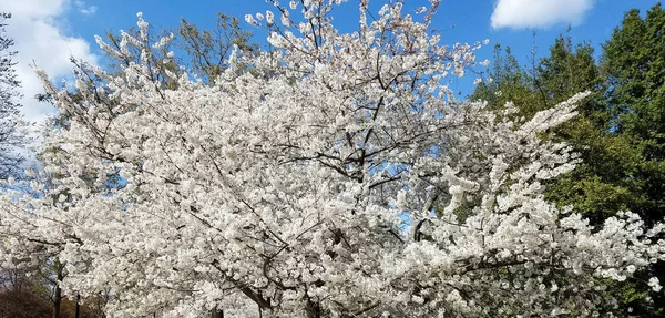 Fondo Primavera Con Flores Cerezo Plena Floración —  Fotos de Stock
