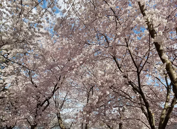 春天背景与樱花盛开 — 图库照片