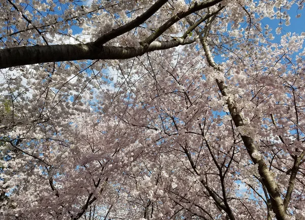 春天背景与樱花盛开 — 图库照片