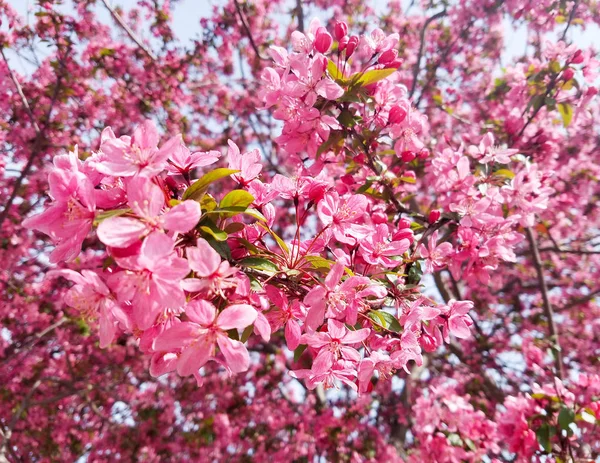 春天背景的樱桃树树枝上绽放着炽热的粉红色花朵 — 图库照片