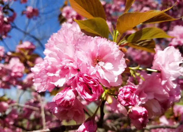 Kiraz ağacı çiçek sıcak pembe çiçek kümeleri için Bahar arka planlar ile yakın çekim.