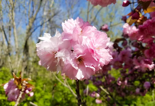 Primer Plano Cerezo Con Racimos Florecientes Flores Rosadas Para Fondos — Foto de Stock