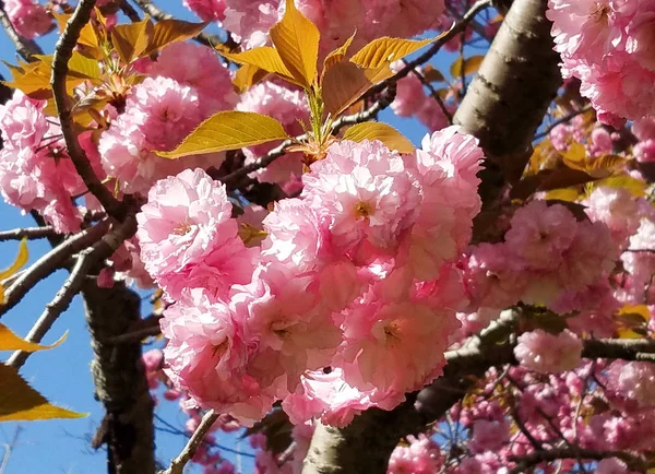 Primer Plano Cerezo Con Racimos Florecientes Flores Rosadas Para Fondos — Foto de Stock