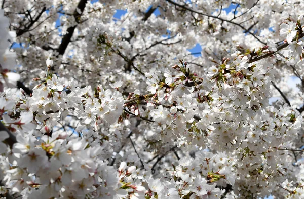 春天背景与白色绽放的樱桃树花簇 — 图库照片